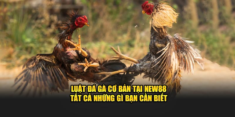 Luật đá gà