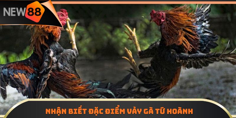 Nhận biết đặc điểm vảy gà Tứ Hoành